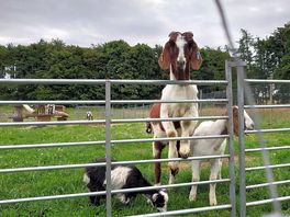 Petting farm