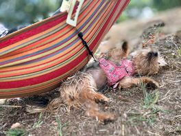 Happy dog