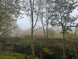 Misty morning beauty