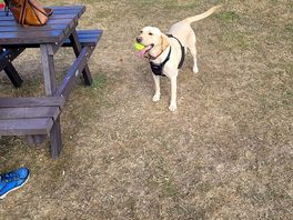 Dog field