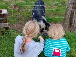Chatting to the pig