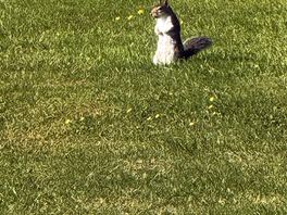 Squirrel