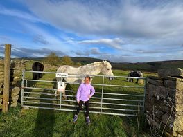 Horses