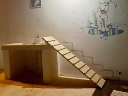 Animali coccolati