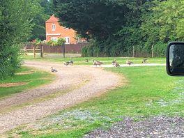 Geese