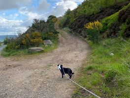 Doggie adventures