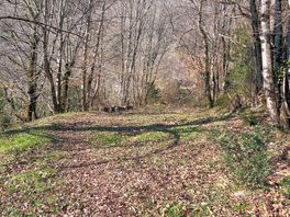 Perfectly flat forest floor pitches