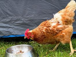 Chicken enjoying the dogs food