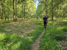 Woodland walk on site