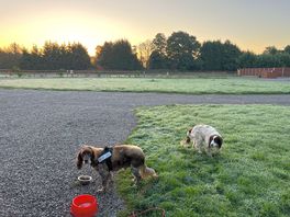 Dogs on a campsite at dawn