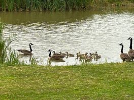 Watching the geese