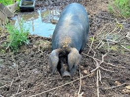 Piggy resident