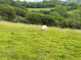 Local farm animals