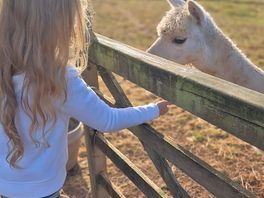 Feeding the alpaca