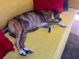 Tiggy worn out after a long walk around the fields