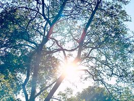 Nature at the camping