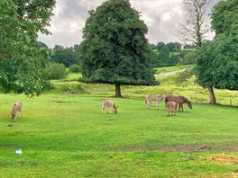 Donkeys