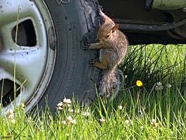 Cute little visitor