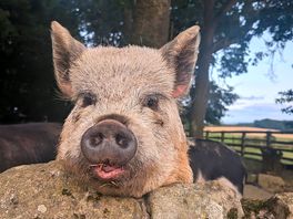 Lovely to meet the friendly pigs