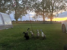 The addition of farm animals roaming round certainly had character and interest.