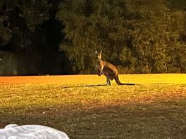 Wildlife in the campsite