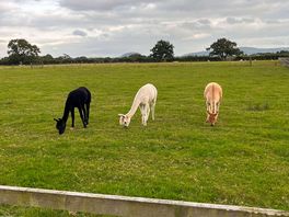 Feeding time