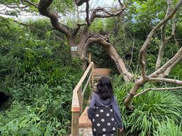 Wooden bridge