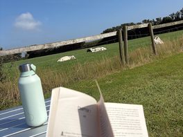 Lovely view from of the cows from one of the fields