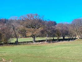 The lush field behind accomodatio