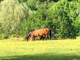More of the horses