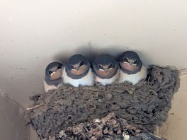 Baby birds that peeped out when visiting the toilets.