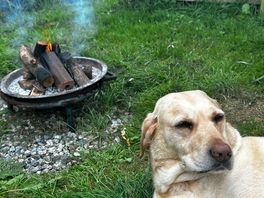The most tired dog on the planet after the best day.