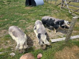 Piggys