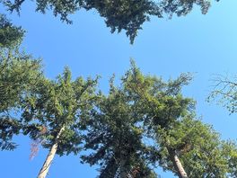 Massive trees