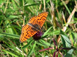 Butterflies in the meadow.