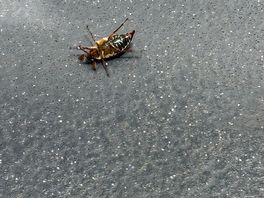 The cockroach 🤢