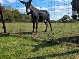 The donkeys made us laugh many times.