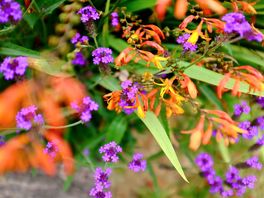 Shock of colour