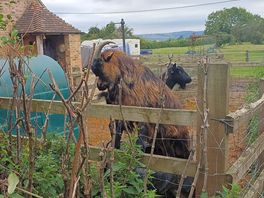 Goats on the way to the pub