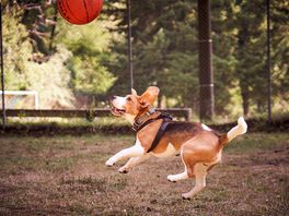 Basketball place with more ball games like table tennis and yes, its a beagle. the smallest donkeys!