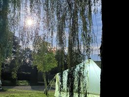 Tentside with large trees