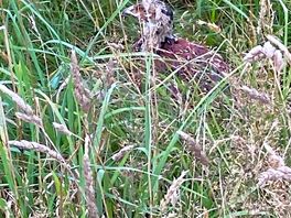 Lots of wildlife around the campsite.