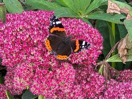 Flowers in glamis walled garden