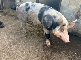 One of the piggies