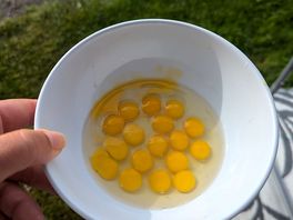 A not so giant fried egg
