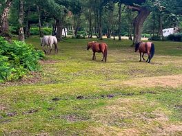 Early morning visitors