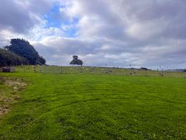 Sheep as neighbours.