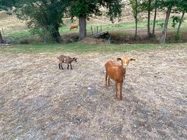 Cabras