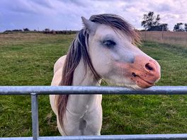 Resident horse we fell in love with