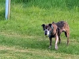 Marley lived all the space to roam